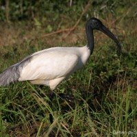 Threskiornis melanocephalus Latham, 1790